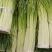 四川汉源蒜苔大上市了，鲜嫩味好，有百万斤，需要的老板联系
