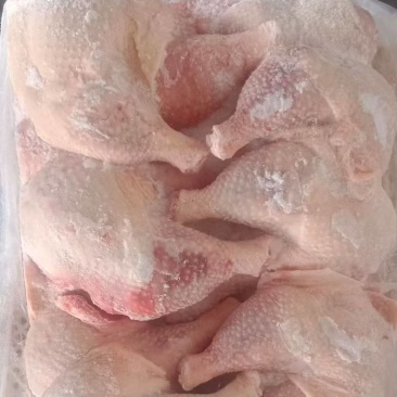 二级种鸡排腿