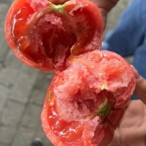 普罗旺斯西红柿大口感番茄现摘现发大量现货电商货精品货都有