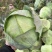 精品扁包菜大量有货品质优基地直供可视频看货欢迎咨询来电