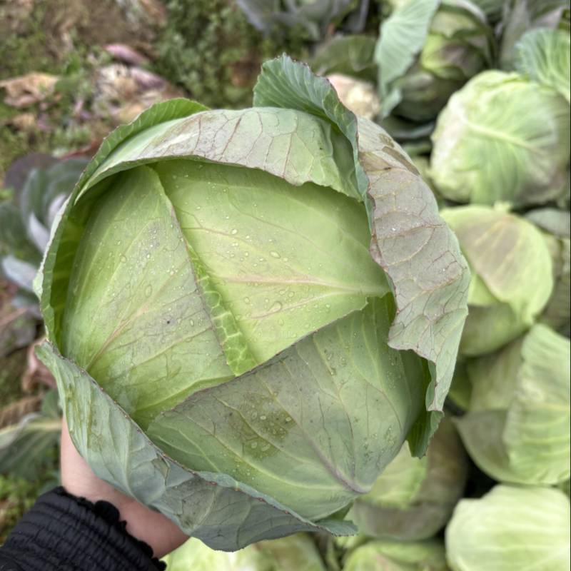 精品扁包菜大量有货品质优基地直供可视频看货欢迎咨询来电