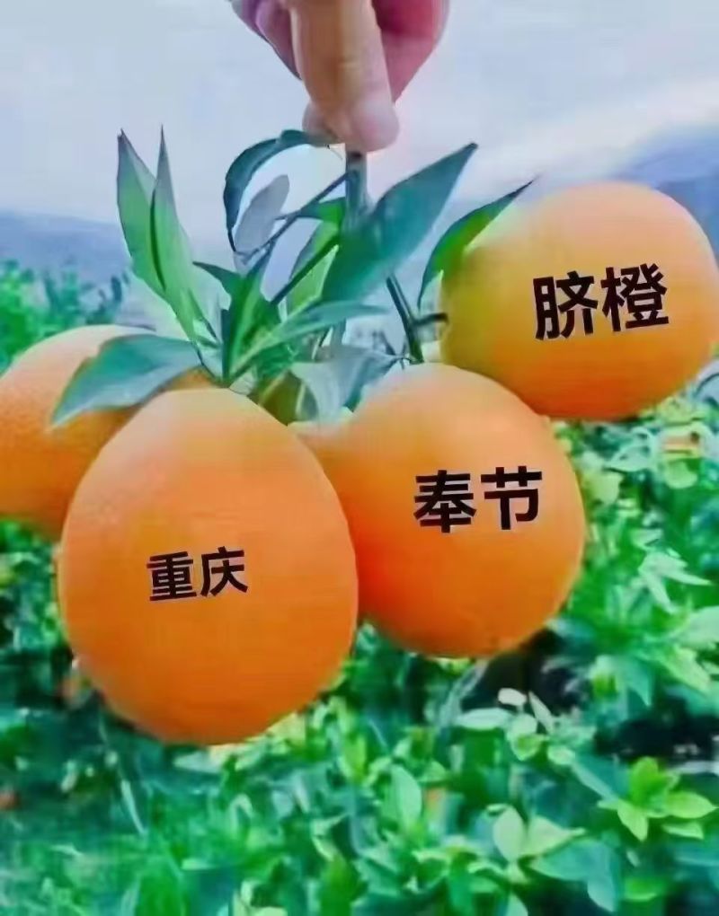 奉节脐橙产地直发大量上市欢迎老板前来咨询采购