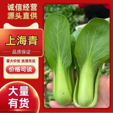上海青品质保证服务周到产地直发价格美丽欢迎联系沟通