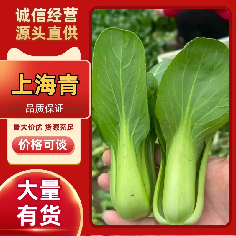 上海青品质保证服务周到产地直发价格美丽欢迎联系沟通