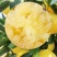 葡萄柚自家种植新鲜采摘大量成熟口感甜水分充