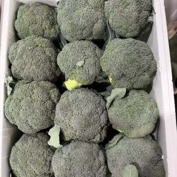 出口西蓝花品质加工厂全年