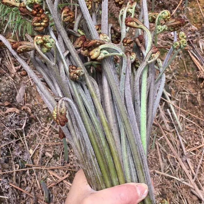 贵州高山富硒野生蕨菜