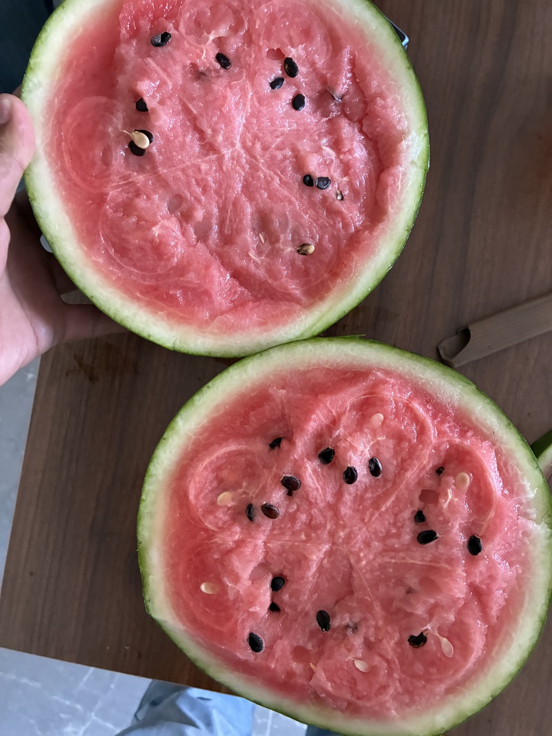 甘肃小西瓜