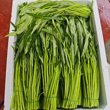 湛江新鲜空心菜
