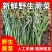 贵州高山富硒野生蕨菜