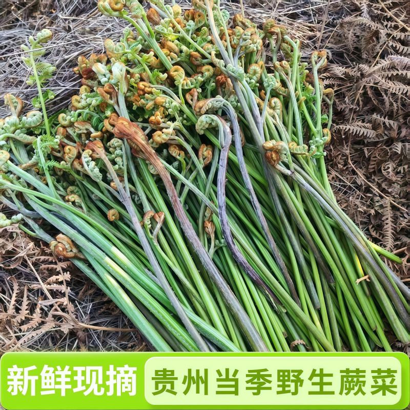 贵州高山富硒野生蕨菜