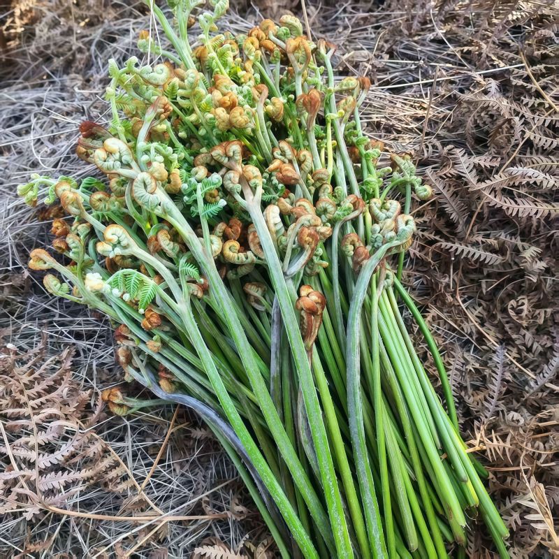 贵州高山富硒野生蕨菜