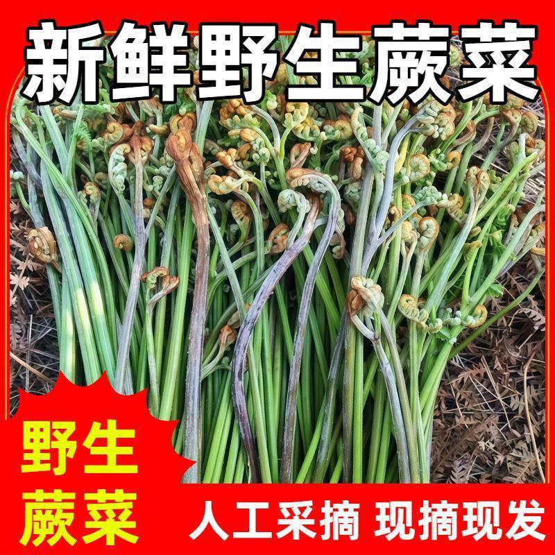 贵州高山富硒野生蕨菜