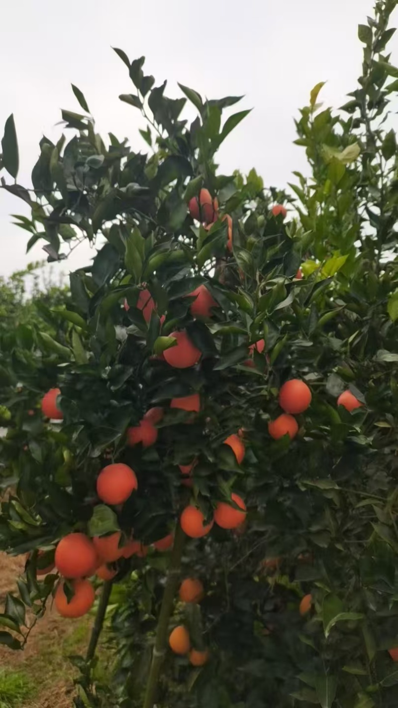 重庆万州玫瑰香橙血橙果园现摘现发精选好果