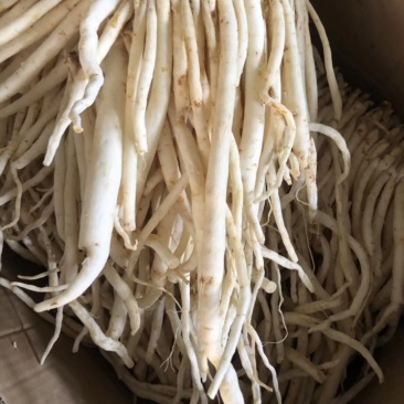 川明参