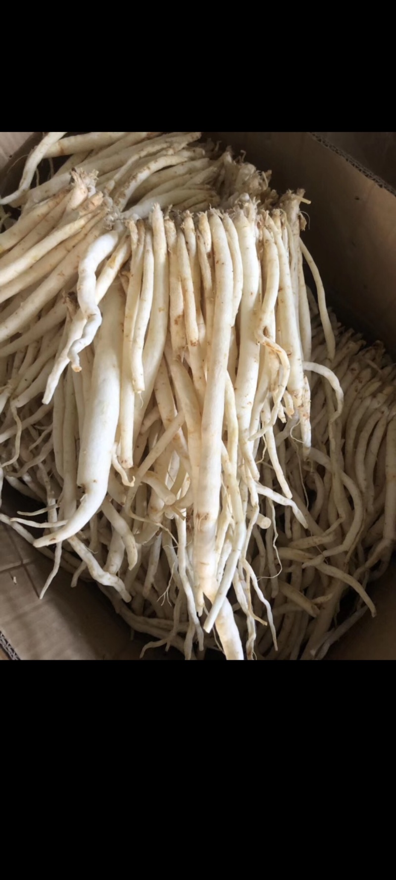 川明参