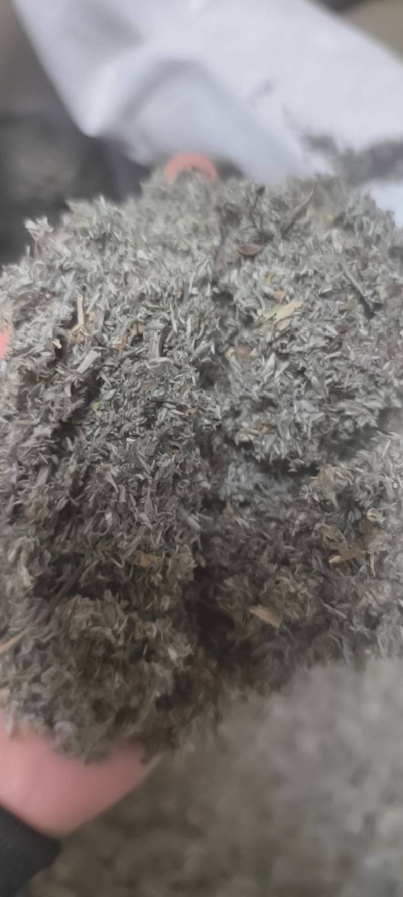茵陈茵陈产地河南省地道药材紫轩堂药业