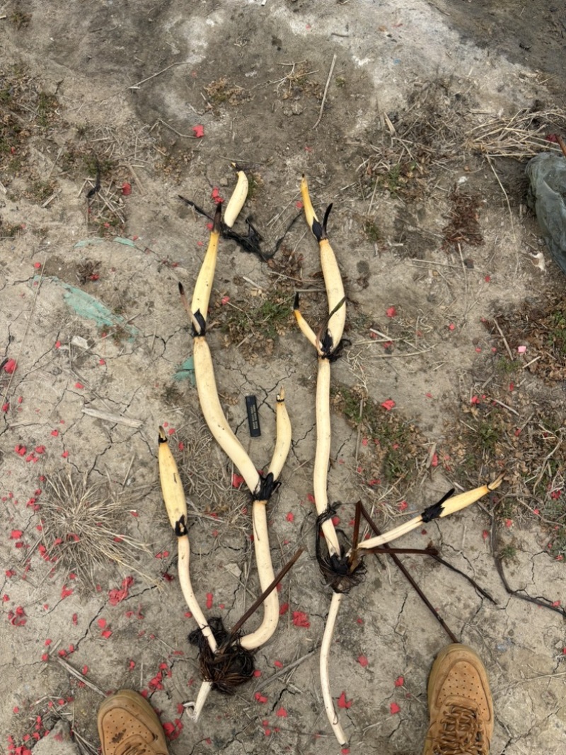 精品荷花苗