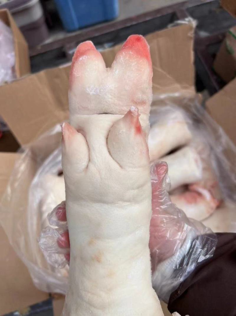 龙大母猪蹄，12，13个左右