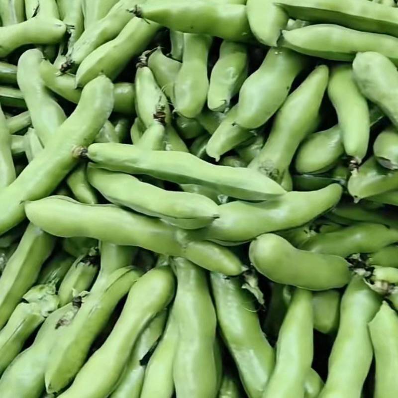 新鲜蚕豆