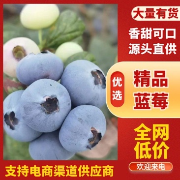 山东蓝莓大量上市，一手货源，基地直发，价格美丽，欢迎电联