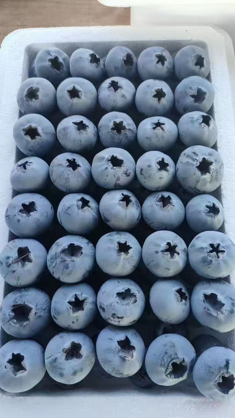 山东蓝莓大量上市，一手货源，基地直发，价格美丽，欢迎电联