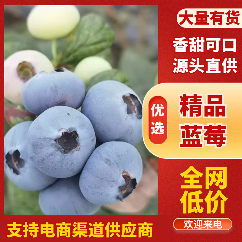 山东蓝莓大量上市，一手货源，基地直发，价格美丽，欢迎电联
