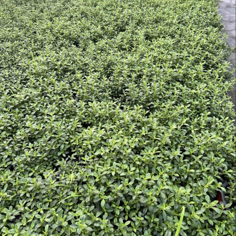 180六月雪