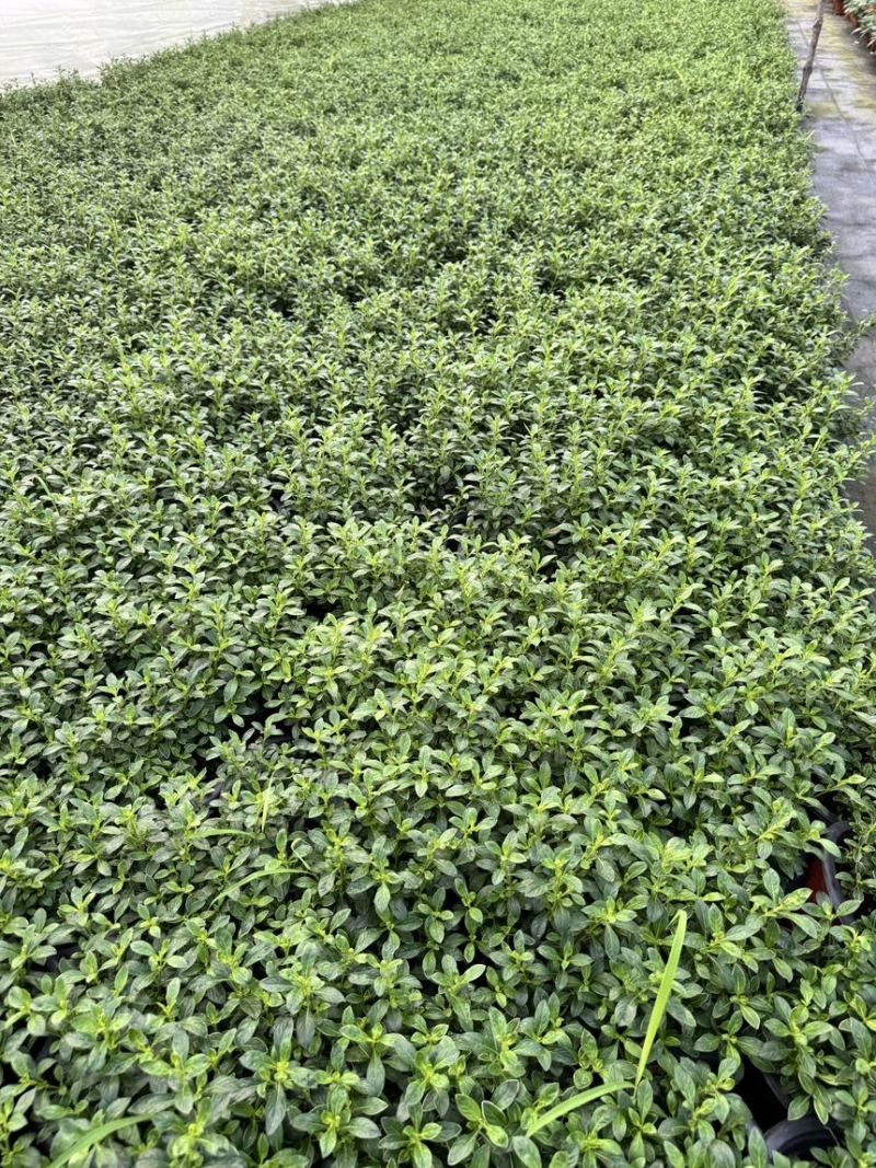 180六月雪