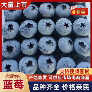 山东蓝莓新鲜上市，对接市场，档口，商超，电商，量大从优