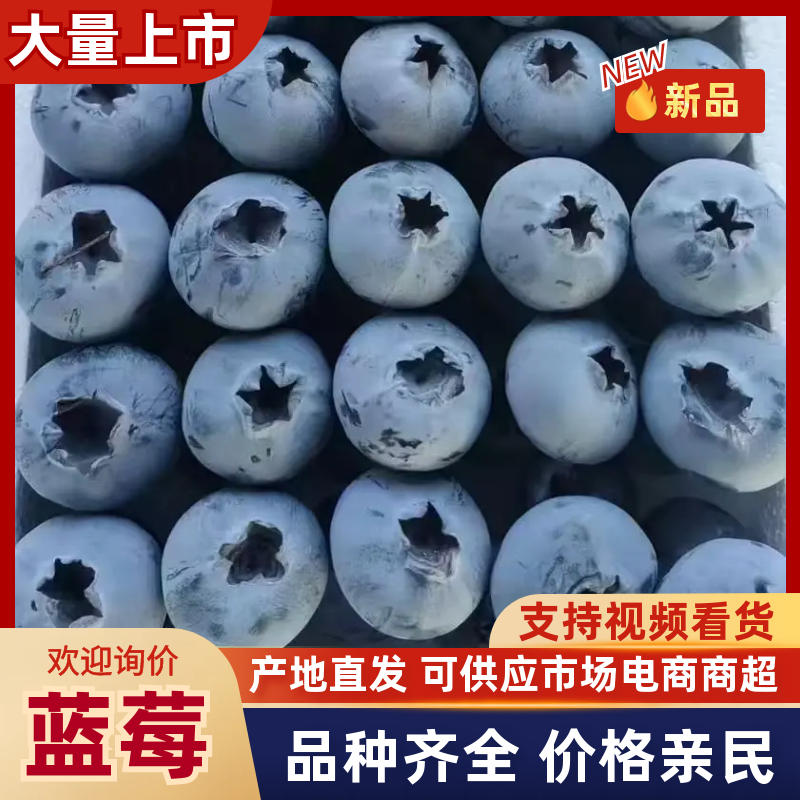 山东蓝莓新鲜上市，对接市场，档口，商超，电商，量大从优