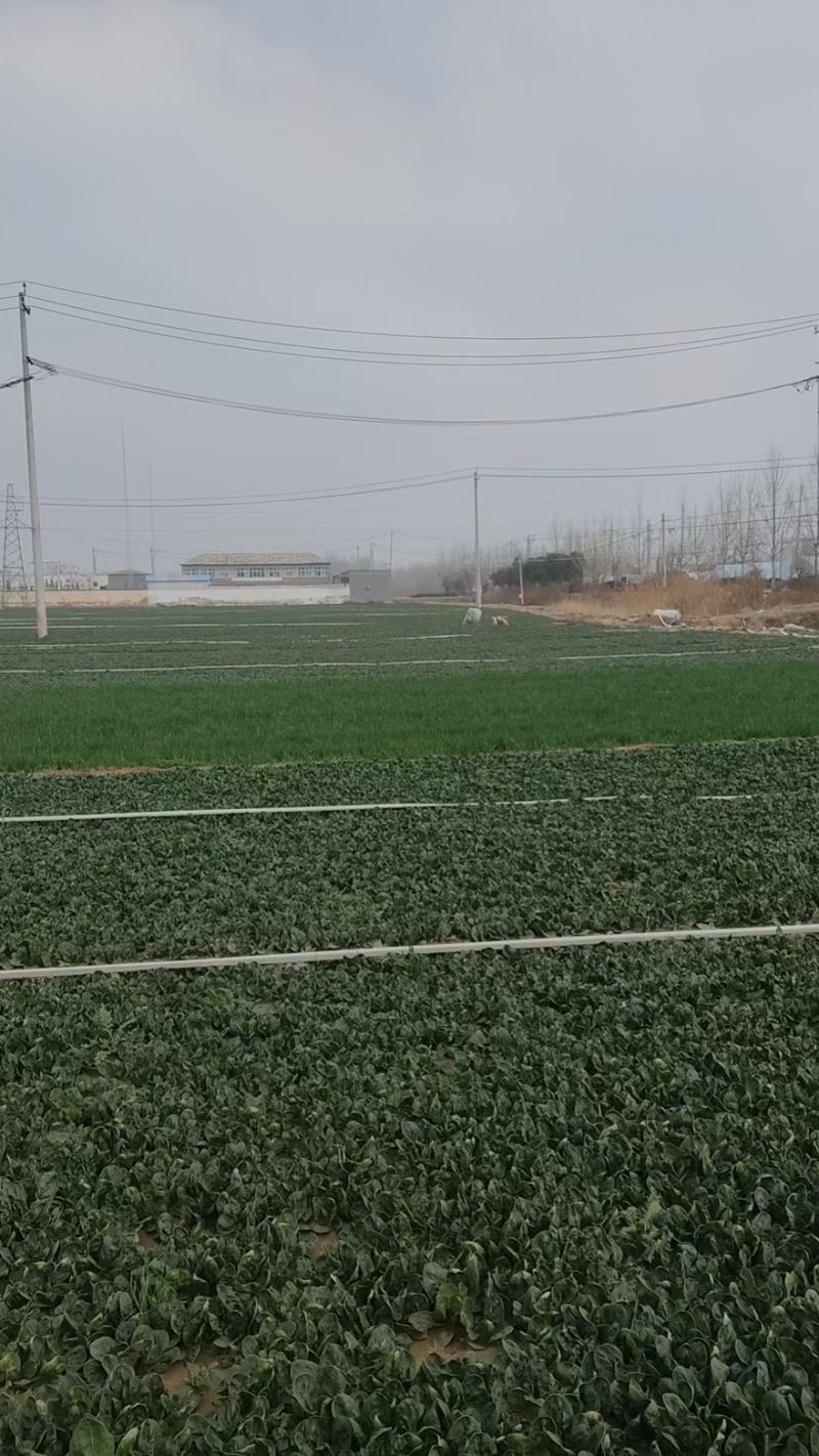 山东曹县越冬趴地菠菜产地直发量大从优对接批发市场电商超市