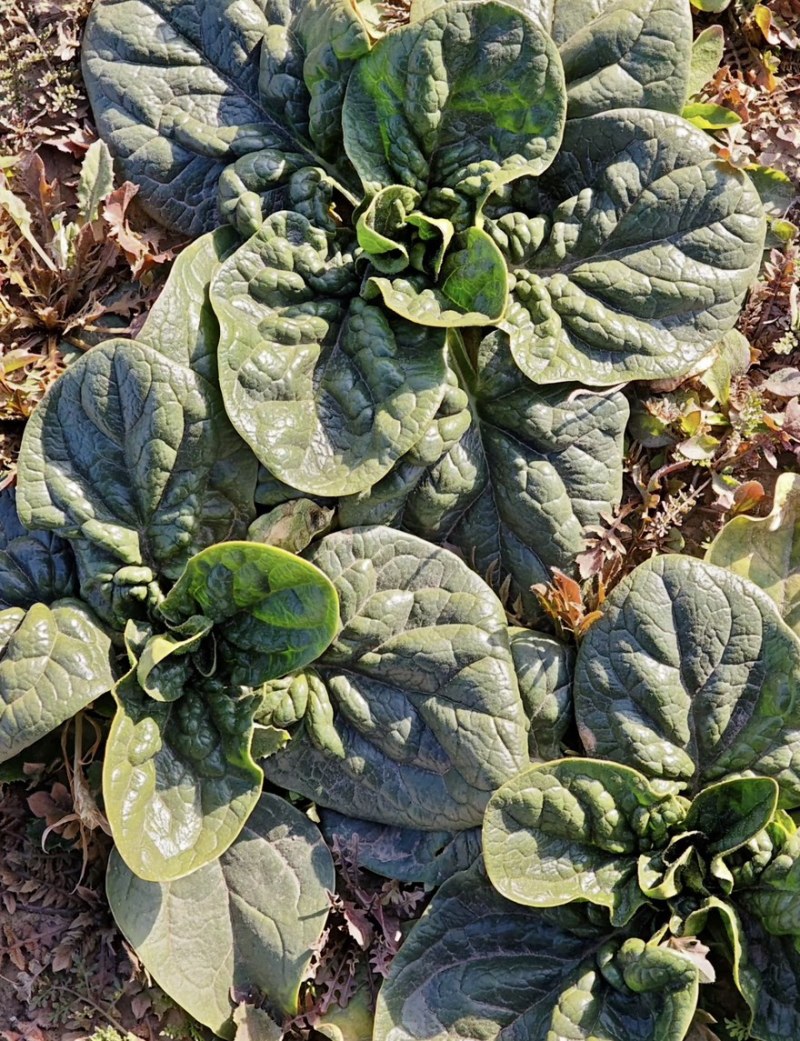 山东曹县越冬趴地菠菜产地直发量大从优对接批发市场电商超市