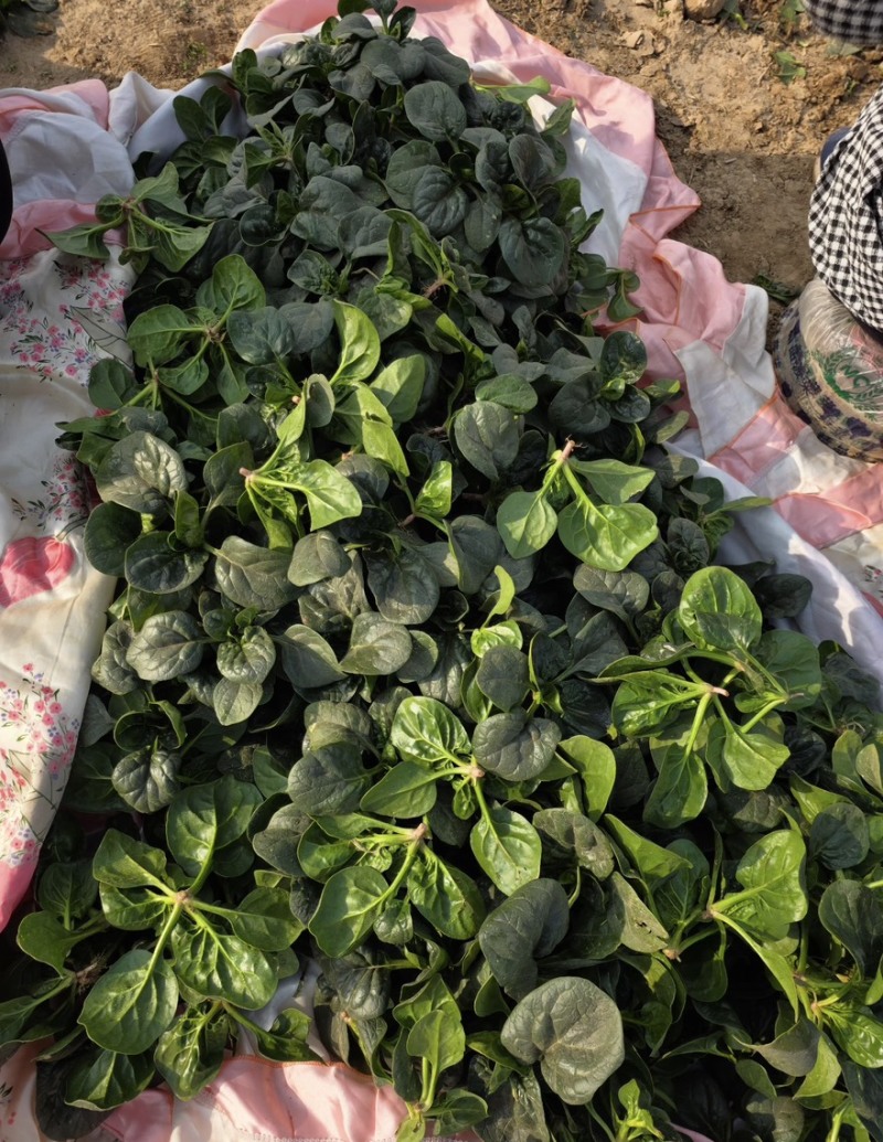 山东曹县越冬趴地菠菜产地直发量大从优对接批发市场电商超市