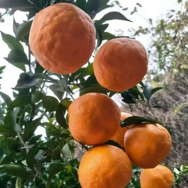 春见粑粑柑大量供应中