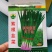 紫根韭菜休眠期短抗寒抗病15度可播种叶簇直立口感好