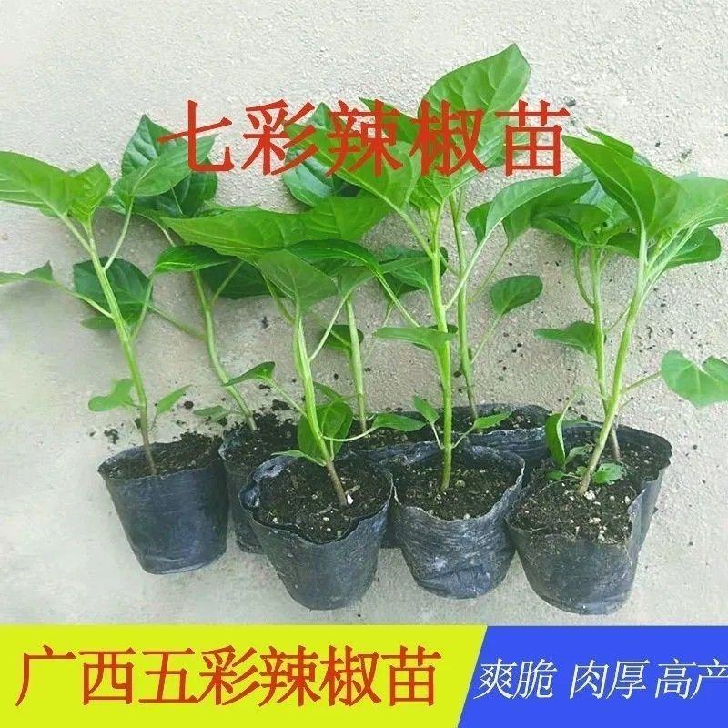 广西七彩椒苗辣椒秧苗食用泡椒五彩椒苗蔬菜苗盆栽常绿观赏