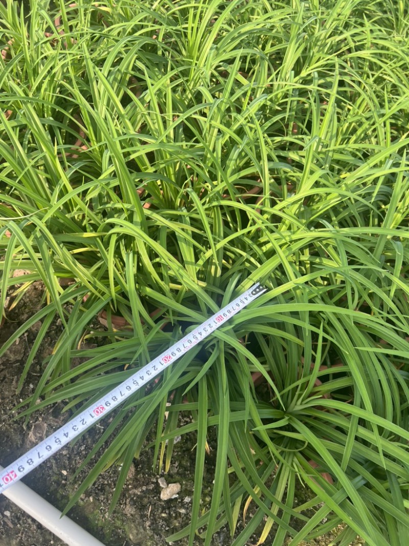 大花萱草