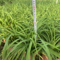 大花萱草