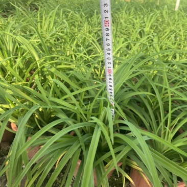 大花萱草