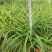 大花萱草