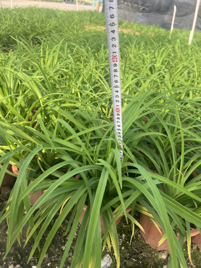 大花萱草