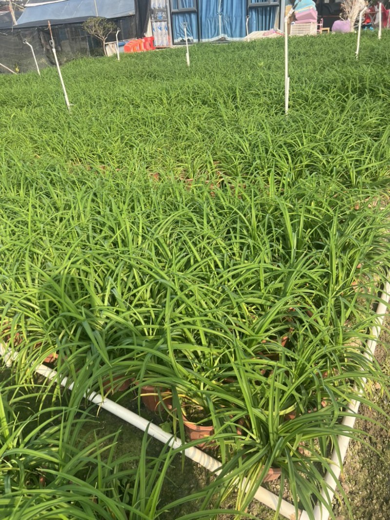 大花萱草