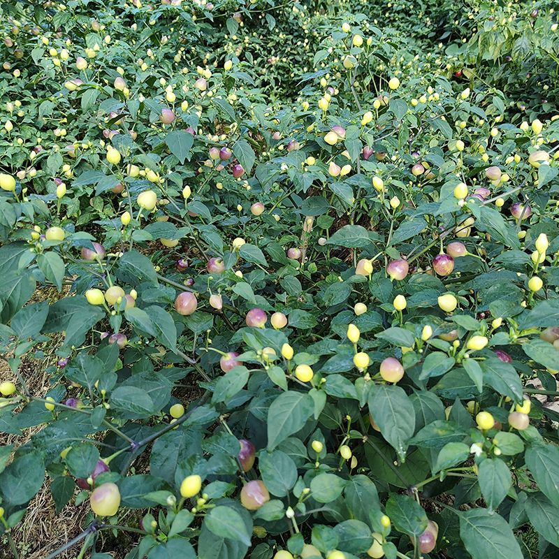 广西七彩椒苗辣椒秧苗食用泡椒五彩椒苗蔬菜苗盆栽常绿观赏