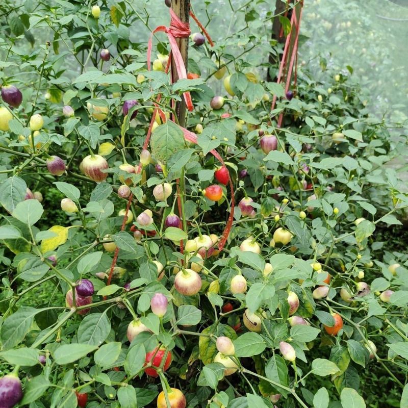 广西七彩椒苗辣椒秧苗食用泡椒五彩椒苗蔬菜苗盆栽常绿观赏