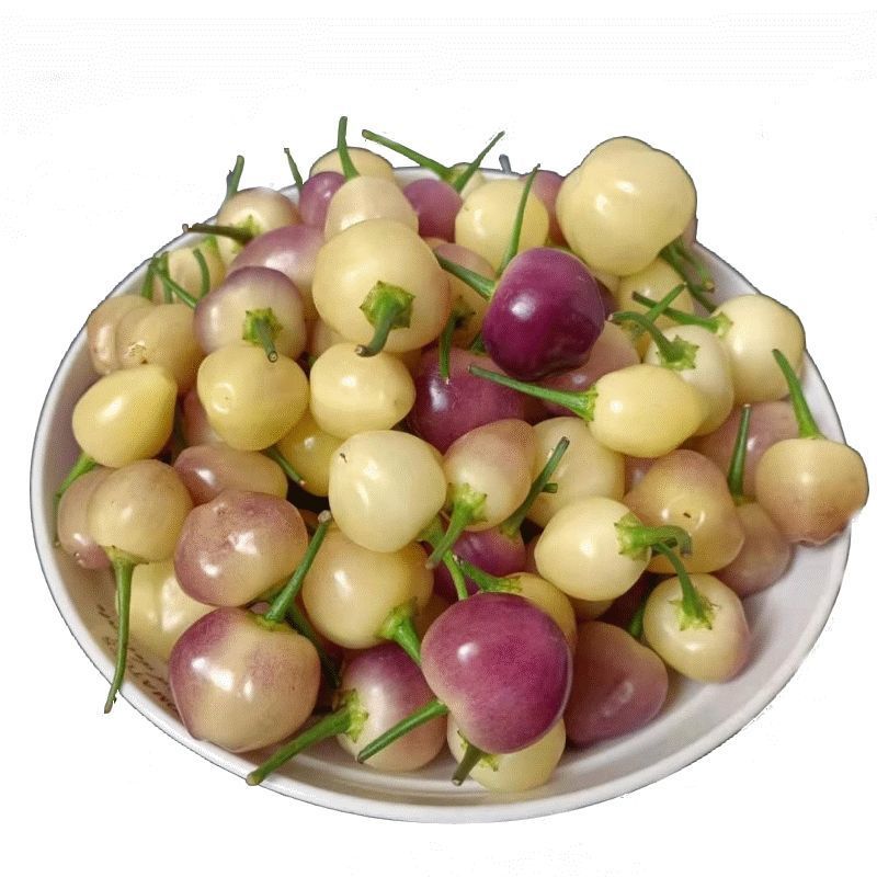 广西七彩椒苗辣椒秧苗食用泡椒五彩椒苗蔬菜苗盆栽常绿观赏