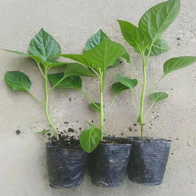 广西七彩椒苗辣椒秧苗食用泡椒五彩椒苗蔬菜苗盆栽常绿观赏