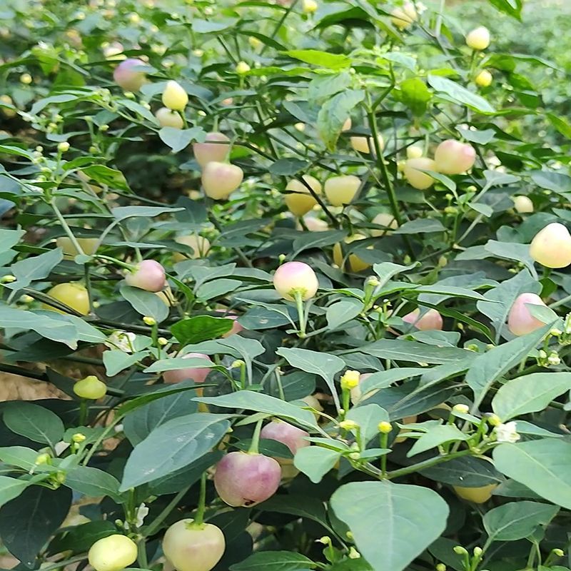 广西七彩椒苗辣椒秧苗食用泡椒五彩椒苗蔬菜苗盆栽常绿观赏