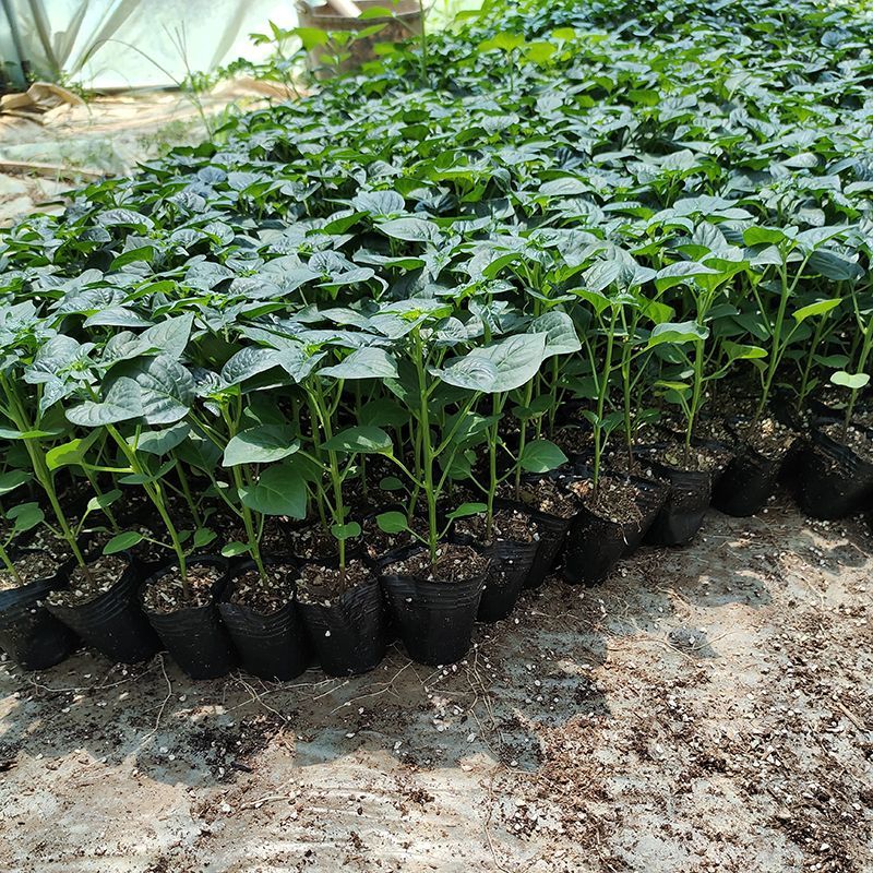 广西七彩椒苗辣椒秧苗食用泡椒五彩椒苗蔬菜苗盆栽常绿观赏