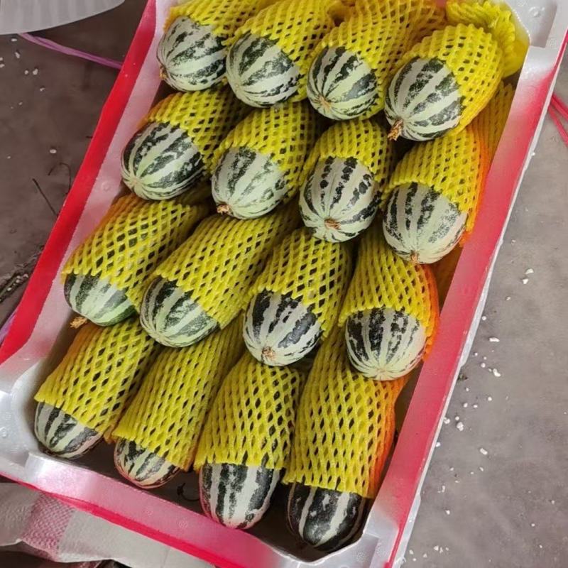 山东精品博洋甜瓜博洋九甜瓜大量上市品质保证量大从